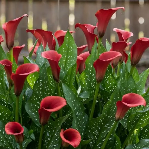 Calla Lilien Zwiebeln Winterhart Mehrjährig in rot von DUTCH BULBS
