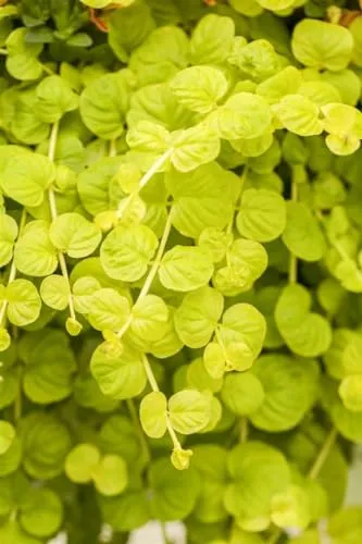 Pflanzen Gelb von PlantaPro