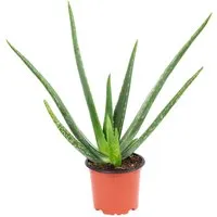 Value Greens Aloe Vera  Luftreinigende & Dekorative Sukkulente  Topf-Ø 12 cm  ca. 35 cm Hoch