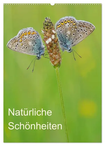 Jürgen Blum | Insekten - Schönheiten der Natur (Wandkalender 2026) - Erleben Sie die faszinierende Welt der Insekten in diesem hochwertigen Wandkalender. Mit beeindruckenden Fotografien und einem klaren Design bringt er Natur ins Zuhause und ist ideal für jeden Naturliebhaber.