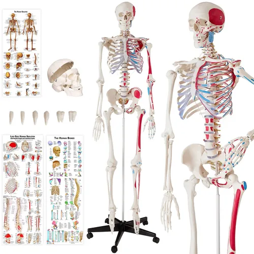 tectake® Lebensgroßes Skelettmodell - Lehrmaterialien für Anatomie, detailgetreu mit farblich markierten Bereichen, ideal für Kliniken, Praxen und Schulen zur anschaulichen Schulung.