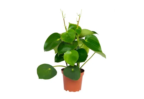 Exotenherz Zimmerpflanze Peperomia Zwergpfeffer 