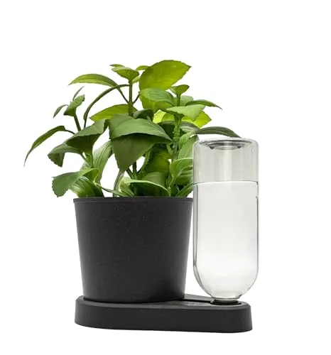 Produktbild greevi kräuterheld | Selbstbewässernder Pflanztopf für Küchenkräuter | Made in Germany | Kunststoff (Bio-Kunststoff, anthrazit)