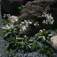 Götterblume Alba - Dodecatheon meadia