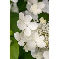 Bauernhortensie Teller White - Hydrangea Macrophylla (30-40 cm) - Elegante Bauernhortensie mit flachen, weißen Blüten, ideal für Garten oder Balkon. Kompakte Wuchsform und reiche Blütenpracht von Juni bis September.