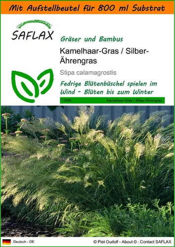 SAFLAX Blumensamen SAFLAX - Garden in the bag - Kamelhaar-Gras / Silber-Ährengras