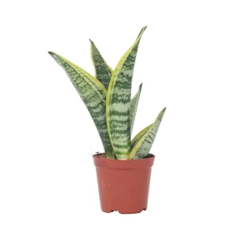 Plant in a Box - Sansevieria 'Futura Superba' - Zimmerpflanzen - Pflegeleicht - Gelblicher Bogenhanf - Topf 12cm - Höhe 35-40cm