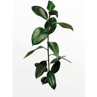 Komar Wandbild Ficus Branch 50 x 70 cm von Komar