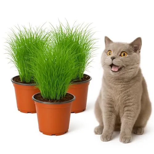 Produktbild mgc24 Katzengras Cyperus zumula