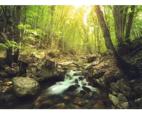 Fototapete Vlies 22732 Forest Creek - 10-tlg. Natur-Design - Fototapete im Natur-Design für eine entspannende Atmosphäre in jedem Raum. Ideal für Wohnzimmer, Schlafzimmer und mehr, mit einer großzügigen Größe von 500 x 280 cm.