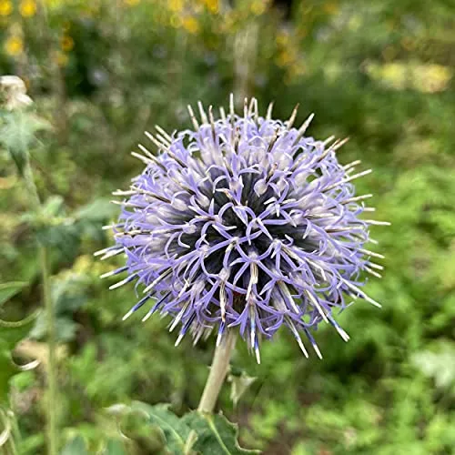 Blumixx Stauden Echinops ritro - Kugeldistel violettblau