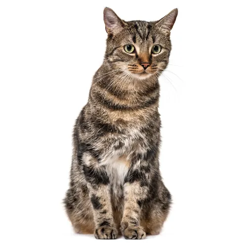 Katzen Fensterbild I statisch haftend I Vogel-Schutz I wiederablösbar