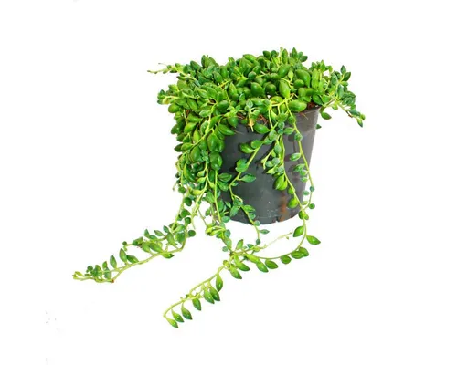 Exotenherz Kaktus Erbse am Band - Senecio herreanus im 12cm Topf