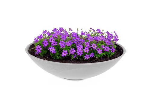 Pflanzschalen von matches21 HOME & HOBBY