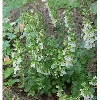 Produktbild Immergrüner Gamander Alba - Teucrium lucidrys