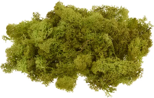 VBS Islandmoos 100 g Naturmoos für Dekoration Modellbau und Bastelprojekte Maigrün