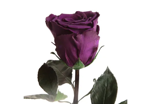 Ewige Rose von ROSEMARIE SCHULZ Heidelberg – 50 cm - Kunstblume, konservierte echte Rose mit langanhaltender Blüte bis zu 3 Jahre, ideal als Liebesbeweis Geschenk für Frauen und Mütter.