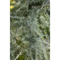 Cedrus Deodara Himalaya-Zeder 60–80 cm – Eleganter Zierbaum