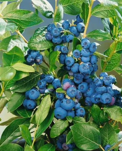 Vaccinium Corymbosum Patriot Heidelbeere 30–40 Cm