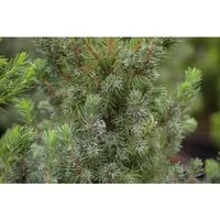 Picea Glauca Blue Wonder Zuckerhutfichte 20–25 cm - Kompakte Zwergkonifere mit blaugrünen, silbrig schimmernden Nadeln. Ideal für Steingärten oder als Kübelpflanze. Pflegeleicht und frosthart, sorgt für stilvolle Akzente in jedem Garten.
