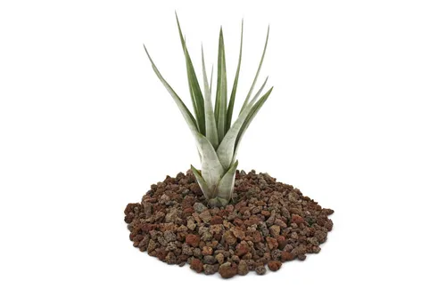 Exotenherz Zimmerpflanze Tillandsia fasciculata - lose Pflanze - klein