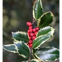 Hochstamm Weißbunte Stechpalme Ilex Argentea Marginata 80-100cm - ilex aquifolium