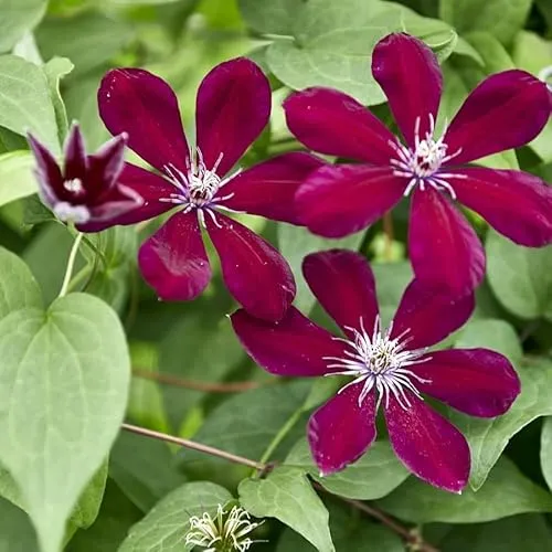 Clematis Großblütige Westerplatte 1L - Pflanze für Anfänger und professionelle Gärtner - Ideal für Kleingarten, Garten - Schöne Pflanze mit ungewöhnlichen Blüten - Genießen Sie jeden Tag ihre Farben
