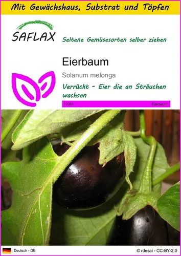 SAFLAX Gemüsesamen SAFLAX - Anzuchtset - Eierbaum