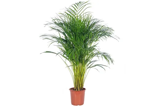 Flowerbox Goldfruchtpalme - Pflegeleichte Areca Dypsis Lutescens, 100 cm - Zimmerpflanze mit hohem Wasserbedarf, ideal für Halbschatten. Pflegeleicht und bringt tropisches Flair in Ihr Zuhause.