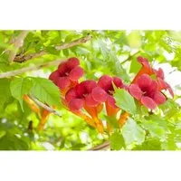Campsis Radicans Flamenco Trompetenblume Leuchtend Rot 80–100 cm