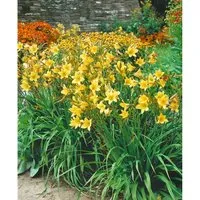 Hemerocallis x cult. 'Lemon Bells' – Leuchtende Taglilie in Gelb - Die Taglilie 'Lemon Bells' begeistert mit ihren strahlend gelben Blüten von Juni bis August. Pflegeleicht und ideal für sonnige bis halbschattige Plätze, bringt sie frischen Charme in jeden Garten.