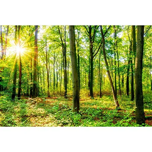 Fototapete Wald Vliestapete Kinderzimmer Tapete inkl. Kleister Größe 400 x 250 cm