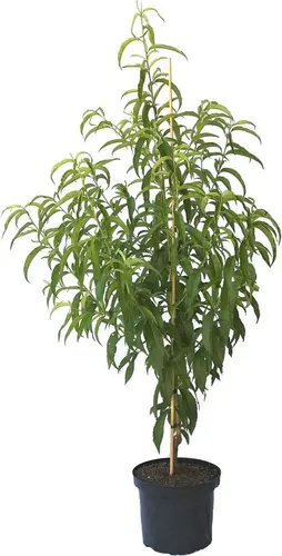 Nektarinenbaum Snow Queen, saftig süße Nektarine in rot von Grüner Garten Shop