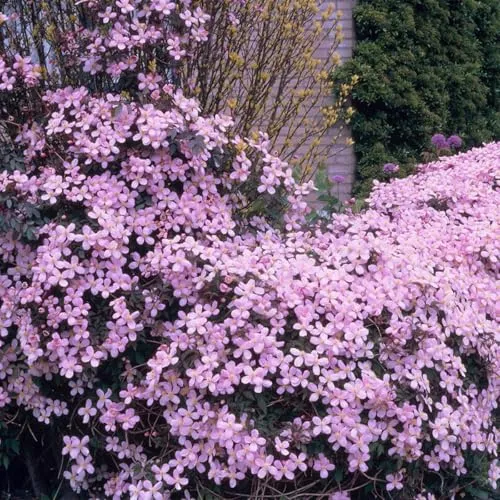 Bloomique - Clematis Montana Rubens - Waldrebe - Hellrosa - Kletterpflanzen - Gartenpflanzen - Winterhart - 50-70 cm Hoch - Topf 15 cm