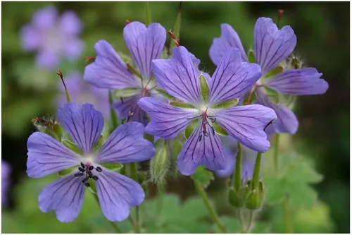 Stauden Gänge 1 x Geranium renardii 'Philippe Vapelle'