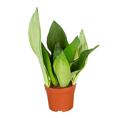 Bloomique - Sansevieria Moonshine - Schwiegermutterzunge - Bogenhanf - Zimmerpflanzen - Luftreinigend - Sehr pflegeleicht - 30-40 cm Hoch - Topf 12 cm