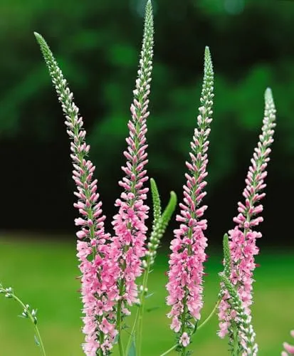 Veronica longifolia 'Pink Damask' ca. 9x9 cm Topf