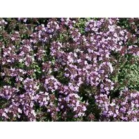 Thymus Herba-barona Kümmelthymian Ca. 9x9 cm Topf