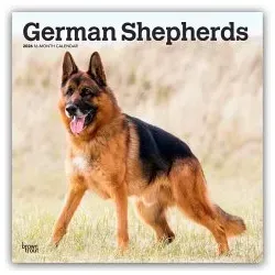 German Shepherds 2026 – 16-Monatskalender - Hunde-Kalender mit beeindruckenden Bildern von Deutschen Schäferhunden, ideal für Hundefreunde und Tierliebhaber, multilingual und perfekt für die Wand.