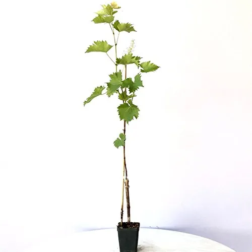 Pflanzen Blau von Grüner Garten Shop