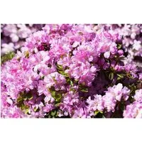 Rhododendron Obtusum Negligé Azalee Rosa Blüten 20–25 cm