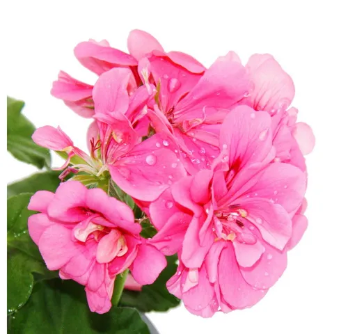 Exotenherz Beetpflanze Geranien hängend Pelargonium peltatum ver.Farben 12cm Topf 3er Set