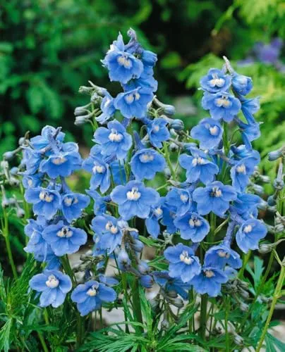 Delphinium x belladonna 'Cliveden Beauty' 11 cm Topf – Winterhart, Mehrjährig – Rittersporn – Staude für Beet & Rabatte