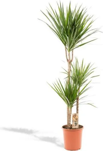 Drachenbaum Dracaena Marginata Zimmerpflanze Ø21cm x 120cm