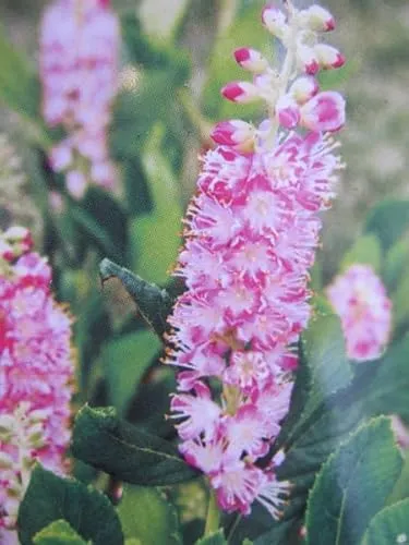 Clethra alnifolia Ruby Spice von Baumschule