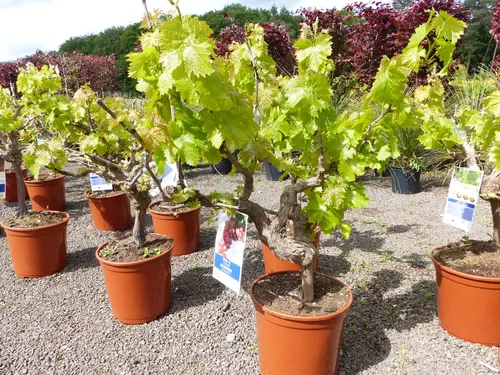 Produktbild Vitis Vinifera Kernlose rote & helle Trauben mit knorriger Weinrebe