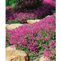 Produktbild Geranium X Cantabrigiense Cambridge Cambridge Storchschnabel Ca. 9x9 cm Topf