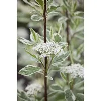 Cornus Alba Elegantissima Weißer Hartriegel Buntlaubig 60–100 cm