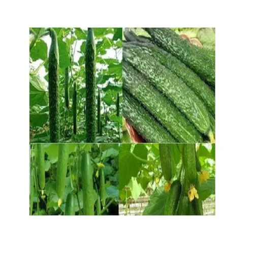 Stk - 40x Sachikaze Riesen Gurken Gemüse Garten Pflanzen - Samen A41 - Seeds & Plants Shop by Ipsa