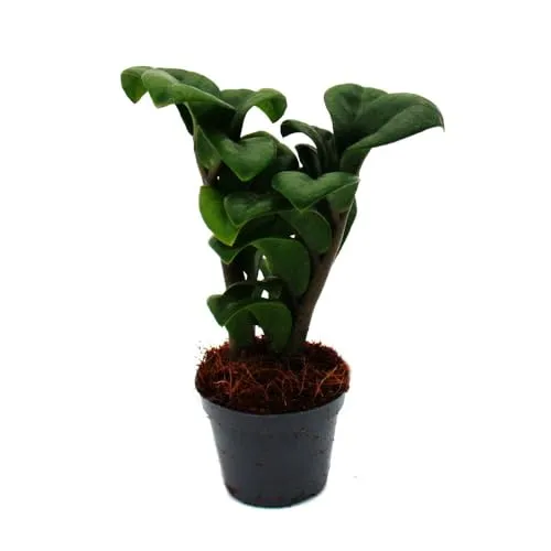 Exotenherz Mini-Pflanze Zamio Palme Zamioculcas zamiifolia Glücksfeder pflegeleicht Baby-Plant 5,5cm Topf